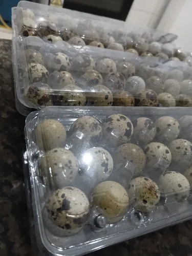 Ovos de codorna para revenda