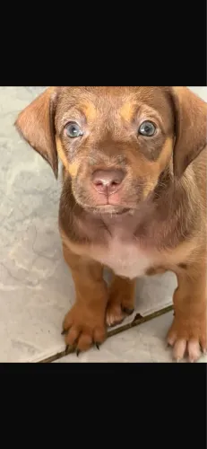 Lindos Filhotes de Cocker Spaniel não puros com 40 dias!!!