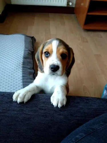 Filhote de beagle o filhote curioso que faz casa caminhada ser especial
