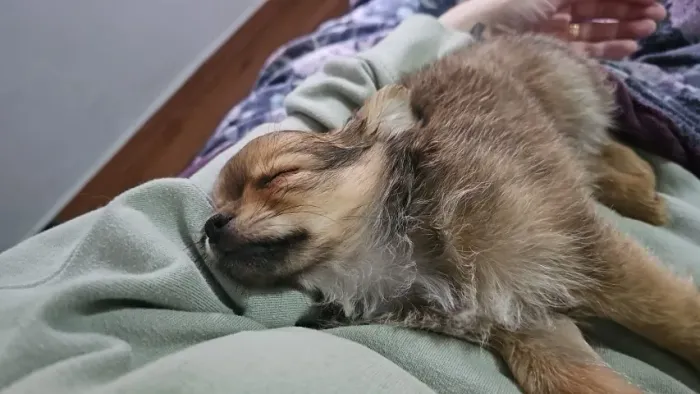 Filhotes de Chihuahua Pelo Longo - Macho
