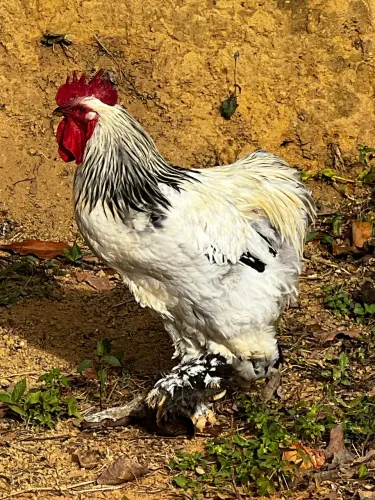 Galo Bhrama. 