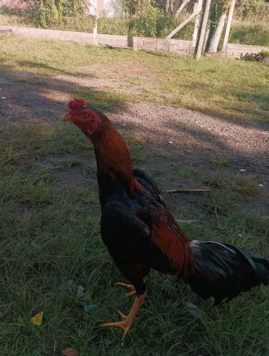 Galo indio