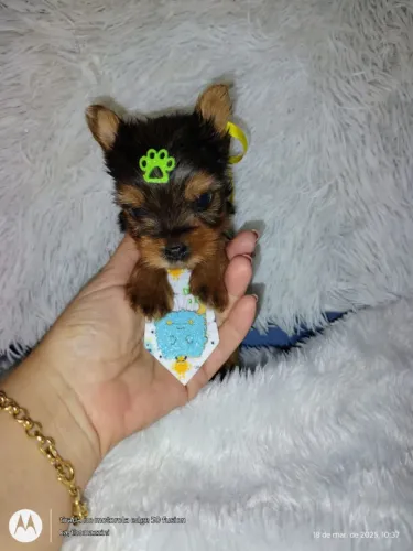 Vendo:: Yorkshire Machinho Mini  C / A Vacina importada (R$1.499.00