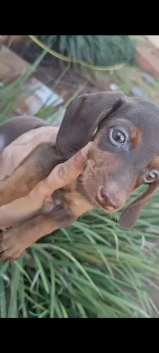 Dachshund cofap salsichinha teckel basset chocolate