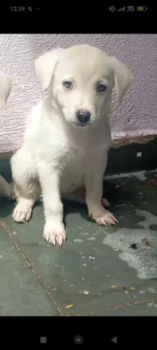 Filhotes de labrador puro 