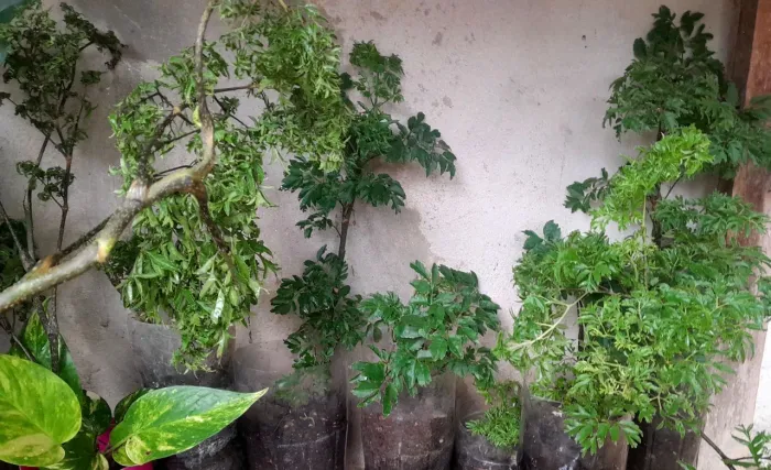 Plantas ornamentais Diversas 