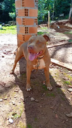 Doação Pitbull macho