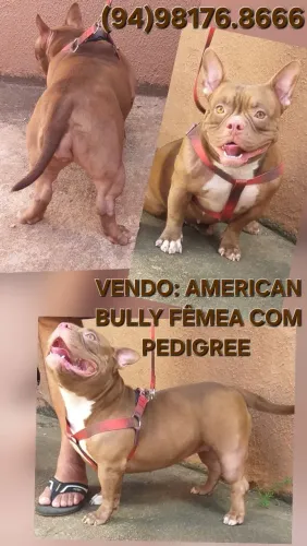 Vendo lindos Cães da raça American Bully Micro 