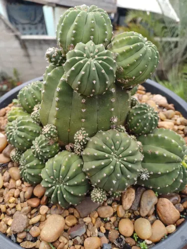 CACTOS LINDOS BEM FORMADOS 90 REAIS CADA 