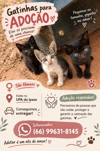 Gatinhas para adoção responsável