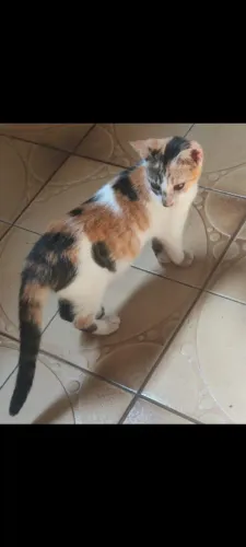 Linda gatinha castrada carinhosa para adoção.