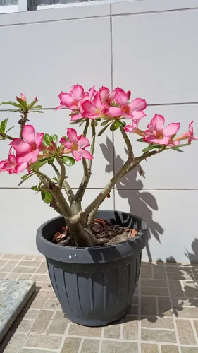 Planta Flor do deserto