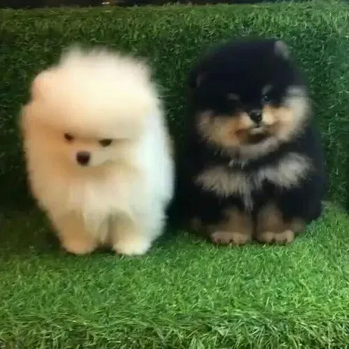 Spitz alemão Um filhotinho cheio de amor esperando sua família
