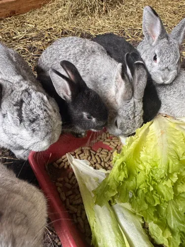 Coelhos fofinhos Netherland Dwarf