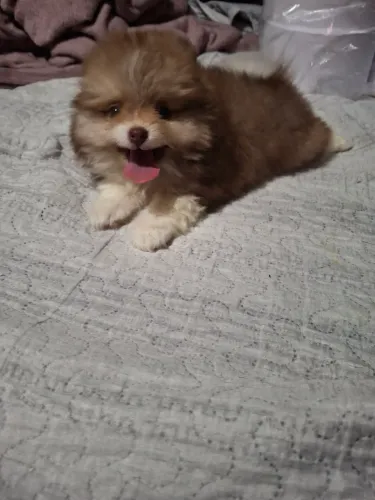 Linda filhote de spitz alemão fêmea pura