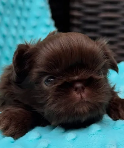 Filhotes de Shih tzu | Mais felicidade para seus dias