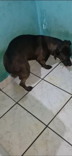 Estou doando esse cachorro