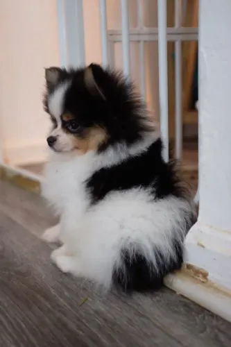 Lulu da Pomerânia 