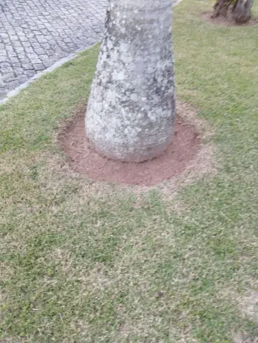 Manutenção de jardim