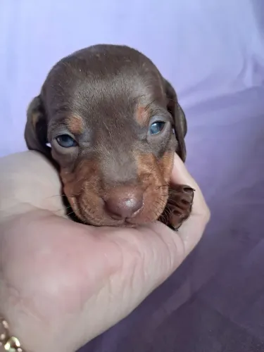 Dachshund 
