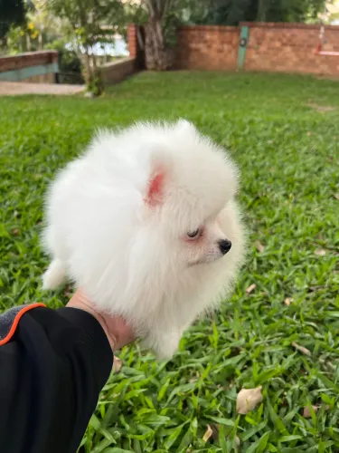Spitz Alemão - Macho