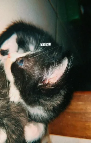 Gatinhos - adoção