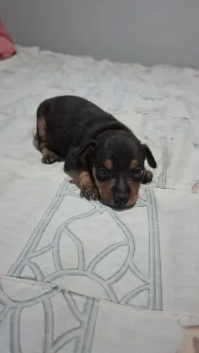 Vende-se filhote pinscher macho 
