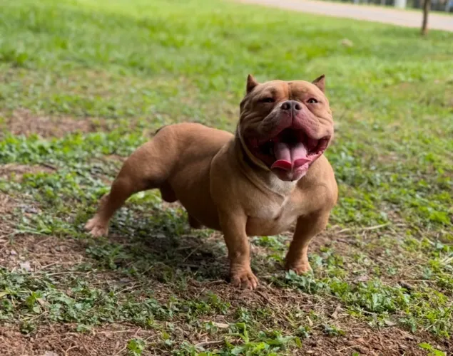 American Bully Micro - Macho (Padreador)