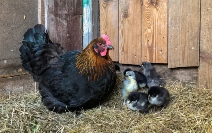 Pintinhos da raça pura Marans (Black Copper)