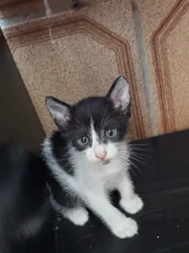 Doação gatos filhotes