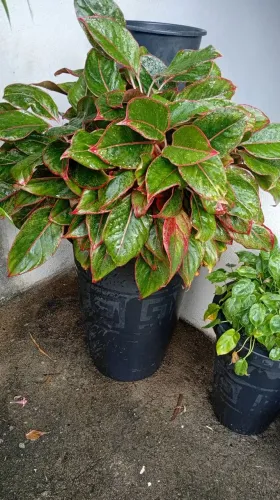 Planta ornamental agloenema em vaso