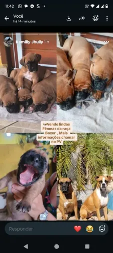 Tenho filhotes de Fêmea raça Box