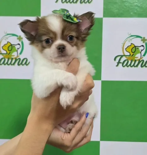 Chihuahua fêmea pelo longo