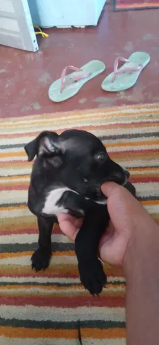 Um cachorro pitbull american buly