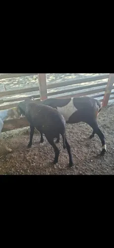 Vendo carneiros!!!