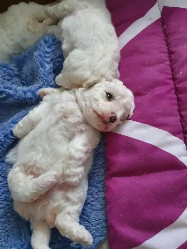 Cachorro poodle Zero