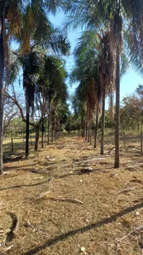 Sítio Cana em TANABI SP