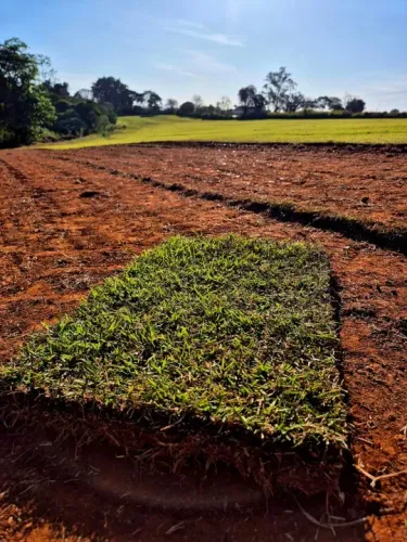Tapete de Grama Esmeralda em placas - Grama Natural