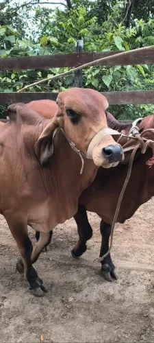 Junta de Boi pesado de 10 a 12@ manso de carro, maso de corda, valor $7.200 zap *71