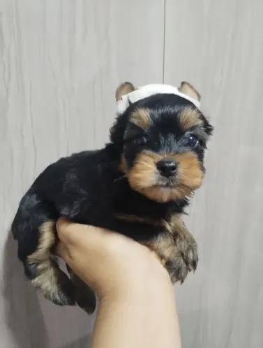 Filhotes de yorkshire macho 