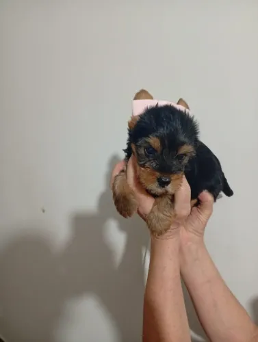 Yorkshire a mais linda Disponível