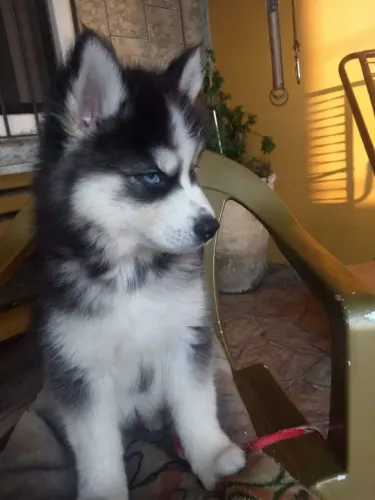 Husky Siberiano lindos