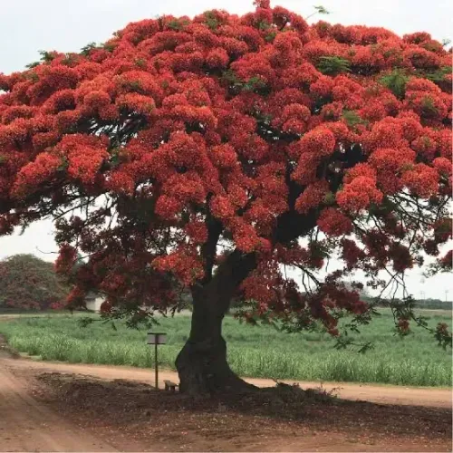 Mudas de Flamboyant