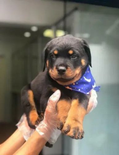 Filhote de Rottweiler Puro cabeça de touro V10 Importada + garantias de saúde