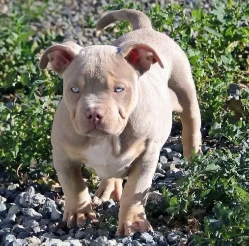 American Bully Filhote Padrão Raça
