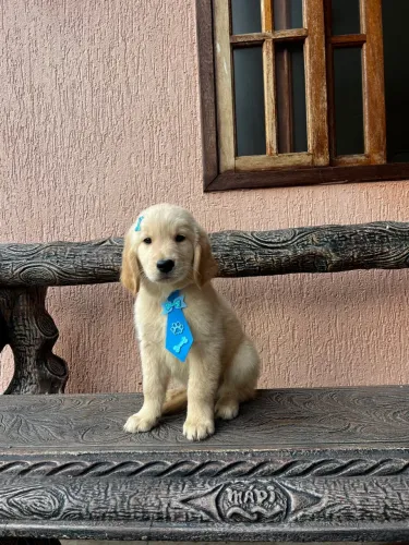 Golden Retriever 2 meses puros pedigree