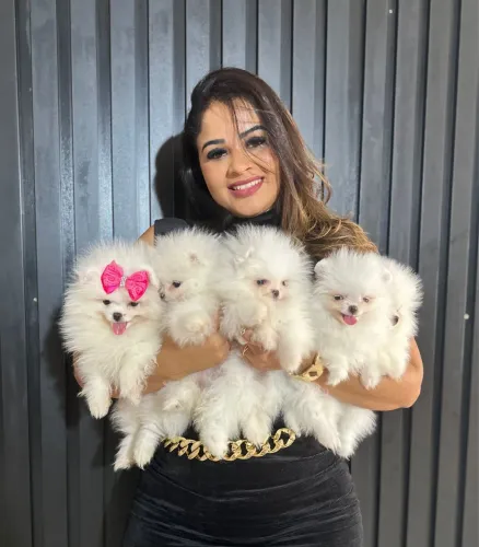 Lulu da pomerania macho e fêmea na promoção!