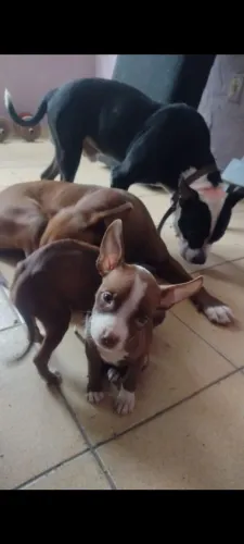 Vendo filhote de pitbull
