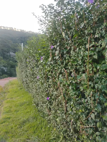 Mudas Tumbergia p/cerca viva 5,00