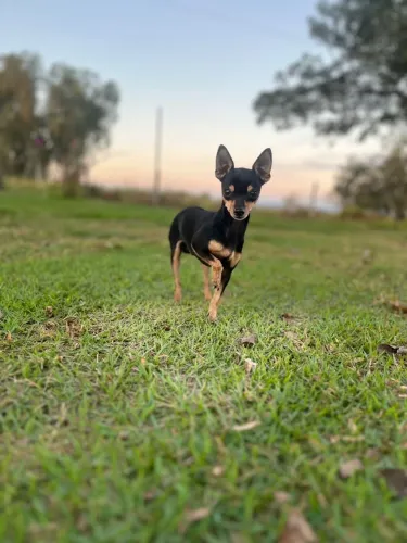 Pinscher macho para cruza